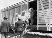 Camels being loaded on the Ringling circus train in Sarasota, Florida.