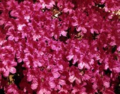 Azaleas in Sarasota, Florida.