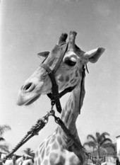 Close-up view of a giraffe at the Ringling Circus in Sarasota, Florida.