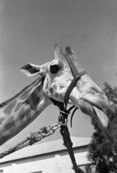 Close-up view of a giraffe at the Ringling Circus in Sarasota, Florida.