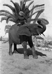 Member from the Doll family of performers on an elephant at the Ringling Circus in Sarasota, Florida.