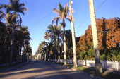 McGregor Boulevard lined with palm trees in Ft. Myers.