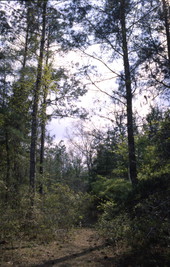 Close-up view of trees at San Felasco Hammock Preserve State Park in Gainesville.
