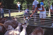 Petting zoo set up during Florida Derby Day at the Gulfstream Park Race Course in Hallandale.