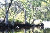 Scenic view along the Ortega River in Jacksonville.
