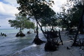 Mangrove plants along the shore of a barrier island at Bear Cut in Miami.