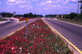 Wildflowers along U.S. Highway 98 in Medart.