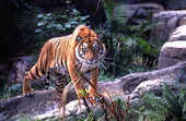 Tiger at the Lowry Park Zoo in Tampa.