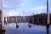Cypress at Dead Lakes swamp near Wewahitchka.