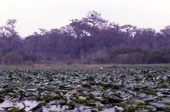 River Styx swamp near Cross Creek in Alachua County.