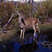 Close-up view of a deer at the Gulf Breeze Zoo.