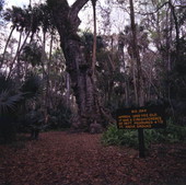 View showing the Big Oak at Highlands Hammock State Park near Sebring, Florida.