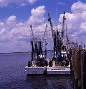 Shrimp boats "Murdock" and "Pryor" at Fernandina Beach, Florida.