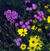 View of wildflowers in Tallahassee, Florida.