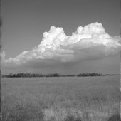 Scenic view showing the wet prairie land at Shark Valley - Everglades National Park, Florida.