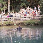Tourists viewing one of the manatee programs at the Homosassa Springs Wildlife State Park.