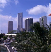 View showing the Miami skyline above treetops at Bayfront Park.