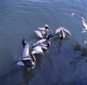 Pelicans being fed on Hutchinson Island, Florida.