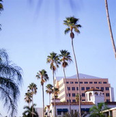 View of palm trees and buildings in Sarasota, Florida.