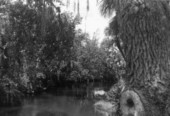 Scenic view of Estero River.