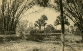 Bamboo Landing on the Estero River.
