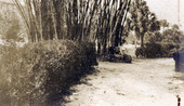 Garden path and bamboo at the Koreshan Unity landing on the Estero River.