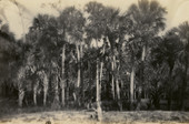 Postcard showing Cabbage palm trees on the Koreshan Unity property in Estero, Florida.