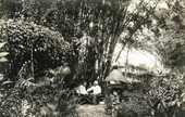 Postcard showing two men talking by a stand of bamboo grass on Koreshan Unity property in Estero, Florida.