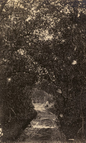 Unidentified man (distant right) sitting by a path that has been cleared through a forest in Fort Myers Beach on Estero Island, Florida.