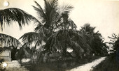 Dr. Teed's mausoleum and coconut trees at Ft. Myers Beach on Estero Island, Florida.