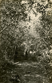 Path through the trees at Fort Myers Beach on Estero Island, Florida.