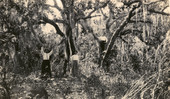 Koreshans at Fort Myers Beach on Estero Island, Florida.