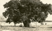 Wild Fig tree on the upper end of Estero Island, Florida.