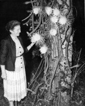 Koreshan Hedwig Michel with Night-Blooming Cereus in Estero, Florida.