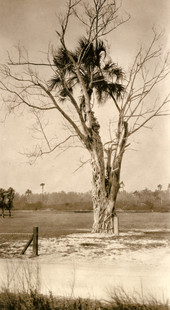 Florida strangler fig in Everglades City, Florida.