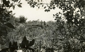 Koreshans walking through the vegetation on Mound Key.