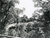 Roadway in the garden of the Koreshan Historic State Site park in Estero, Florida.