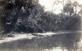 Postcard of an alligator entering the Estero River.