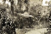 Postcard showing an alligator on the bank of the Estero River.