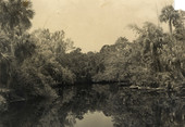Scenic view of the Estero River.