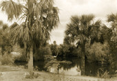 Scenic view of the Estero River.