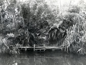 Bamboo Landing on the Estero River.