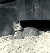 Hedwig Michel's pet cat "Moushie" in Estero, Florida.