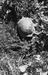 Gopher tortoise laying eggs in Danielson, Connecticut.