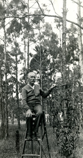 Harry Manley's father picking a tomato.