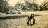 Postcard showing a Key Deer fawn.