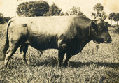 Bull in Estero, Florida.
