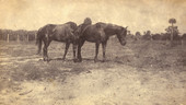 Koreshan horses.