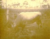 Bull in Estero, Florida.