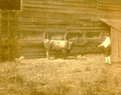 Koreshan with bull and dog in Estero, Florida.